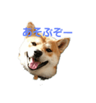 柴犬HELLOダゼ2（個別スタンプ：1）
