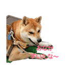 柴犬HELLOダゼ2（個別スタンプ：2）