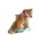 柴犬HELLOダゼ2（個別スタンプ：3）
