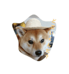 柴犬HELLOダゼ2（個別スタンプ：4）