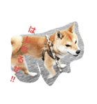 柴犬HELLOダゼ2（個別スタンプ：5）