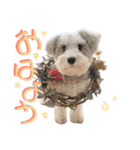 シュナウザーMocaちゃんの日常 3（個別スタンプ：2）