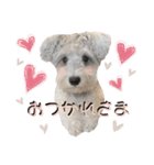 シュナウザーMocaちゃんの日常 3（個別スタンプ：15）