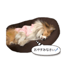 シェルティの吹き出しスタンプ（個別スタンプ：1）