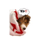 シェルティの吹き出しスタンプ（個別スタンプ：3）