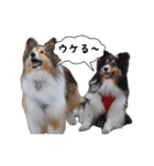 シェルティの吹き出しスタンプ（個別スタンプ：4）