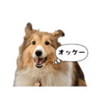 シェルティの吹き出しスタンプ（個別スタンプ：7）