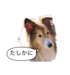 シェルティの吹き出しスタンプ（個別スタンプ：8）