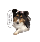 シェルティの吹き出しスタンプ（個別スタンプ：9）