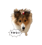 シェルティの吹き出しスタンプ（個別スタンプ：10）
