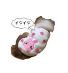 シェルティの吹き出しスタンプ（個別スタンプ：12）