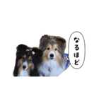 シェルティの吹き出しスタンプ（個別スタンプ：13）