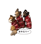 シェルティの吹き出しスタンプ（個別スタンプ：15）
