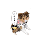 シェルティの吹き出しスタンプ（個別スタンプ：17）