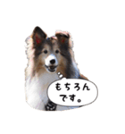 シェルティの吹き出しスタンプ（個別スタンプ：20）