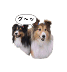 シェルティの吹き出しスタンプ（個別スタンプ：21）