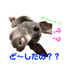 イタグレのコマツナくんスペシャル！（個別スタンプ：7）
