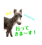 イタグレのコマツナくんスペシャル！（個別スタンプ：8）