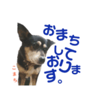 黒柴犬こまちの生活（個別スタンプ：1）