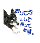 黒柴犬こまちの生活（個別スタンプ：3）