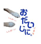 黒柴犬こまちの生活（個別スタンプ：4）