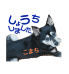 黒柴犬こまちの生活（個別スタンプ：6）
