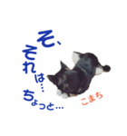 黒柴犬こまちの生活（個別スタンプ：7）