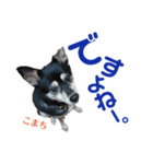 黒柴犬こまちの生活（個別スタンプ：8）