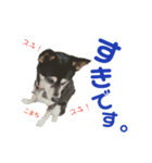 黒柴犬こまちの生活（個別スタンプ：9）