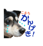 黒柴犬こまちの生活（個別スタンプ：10）