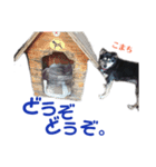 黒柴犬こまちの生活（個別スタンプ：12）