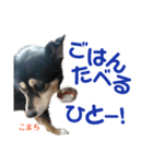 黒柴犬こまちの生活（個別スタンプ：13）
