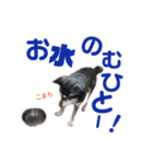 黒柴犬こまちの生活（個別スタンプ：14）