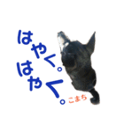 黒柴犬こまちの生活（個別スタンプ：15）