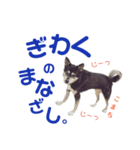 黒柴犬こまちの生活（個別スタンプ：16）