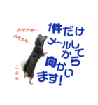 黒柴犬こまちの生活（個別スタンプ：18）