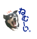 黒柴犬こまちの生活（個別スタンプ：19）
