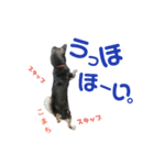 黒柴犬こまちの生活（個別スタンプ：22）
