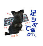 黒柴犬こまちの生活（個別スタンプ：23）