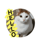 ニャックと申します。（個別スタンプ：1）