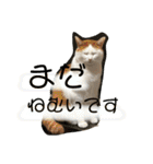ニャックと申します。（個別スタンプ：4）