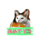ニャックと申します。（個別スタンプ：7）