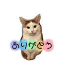 ニャックと申します。（個別スタンプ：13）