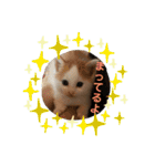 ニャックと申します。（個別スタンプ：14）