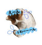 ニャックと申します。（個別スタンプ：17）