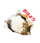 猫の『まめすけ』 和み編（個別スタンプ：1）
