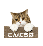 猫の『まめすけ』 和み編（個別スタンプ：2）