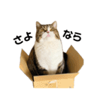 猫の『まめすけ』 和み編（個別スタンプ：3）