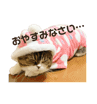 猫の『まめすけ』 和み編（個別スタンプ：4）