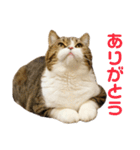 猫の『まめすけ』 和み編（個別スタンプ：5）
